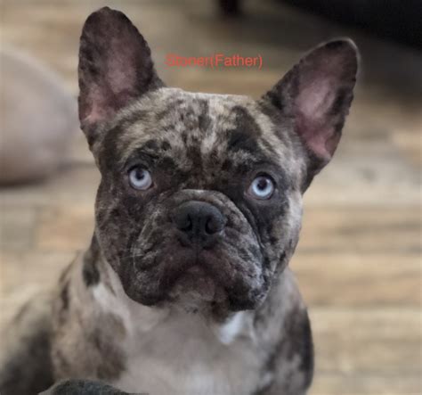 Males / Females Available. . French bulldog puppies for sale in texas under 1000